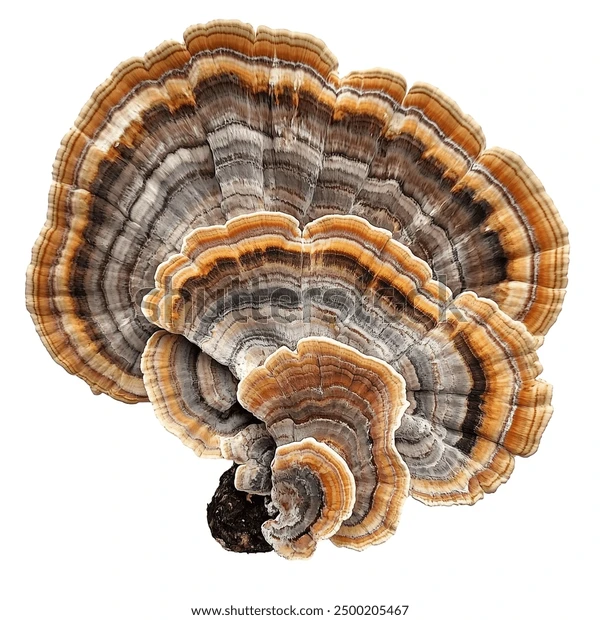 Turkey Tail Mushroom